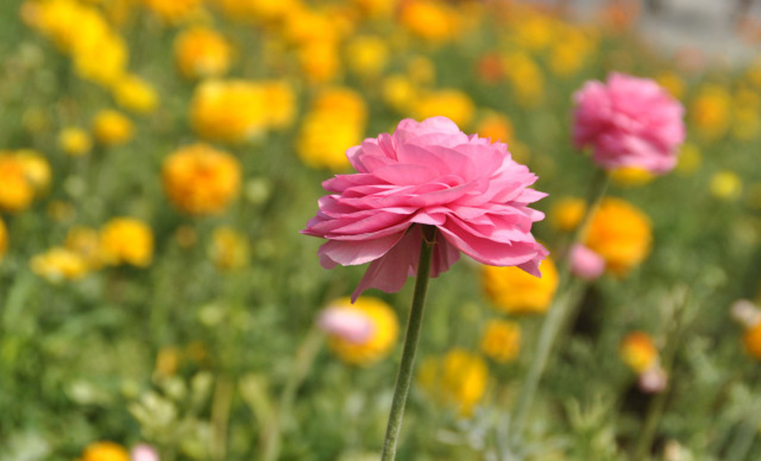 花毛茛有毒吗