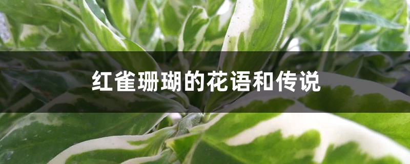 红雀珊瑚的花语和传说-花百科