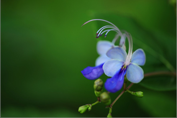 蓝蝴蝶的花语和名称由来