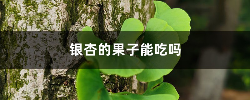 银杏的果子能吃吗，怎样吃