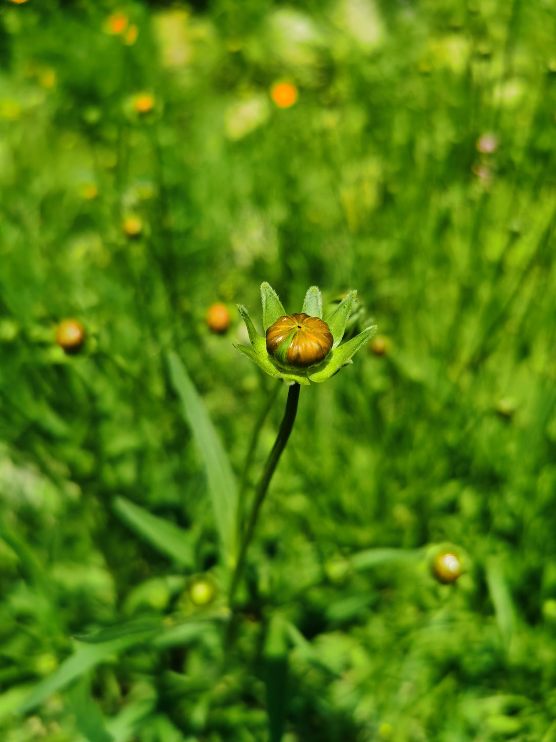 菊花的花语是什么