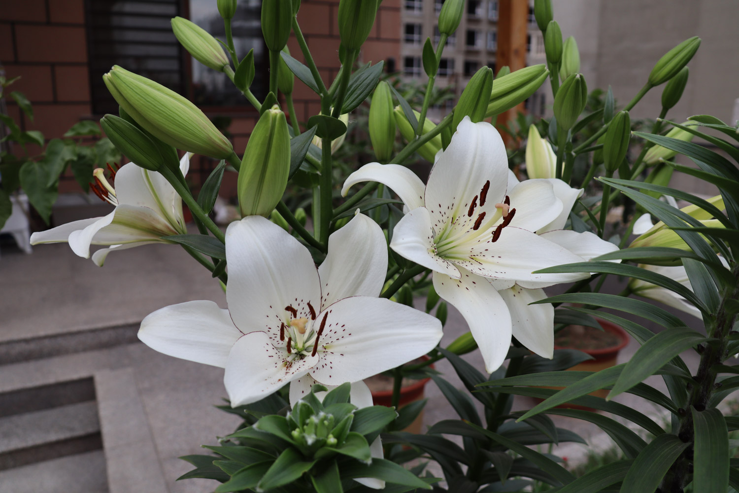 家居百合花花瓶插花