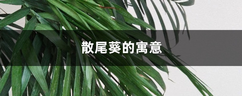 散尾葵的寓意