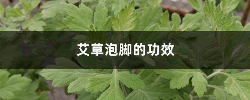 艾草泡脚的功效，艾草泡脚的禁忌