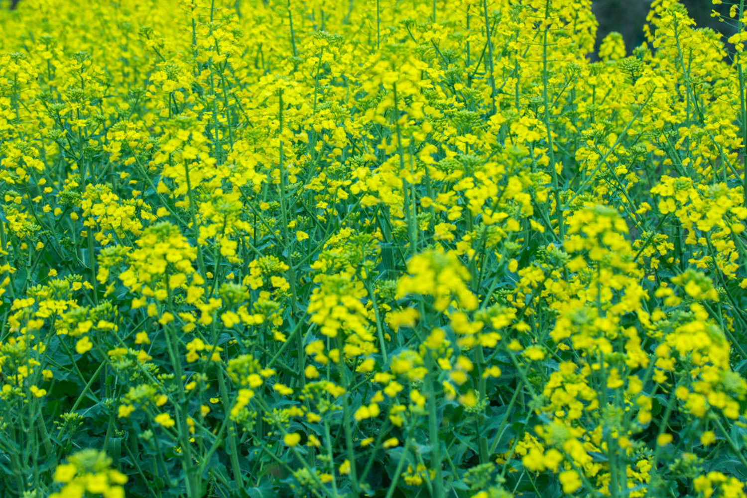 中国著名油菜花赏花地点