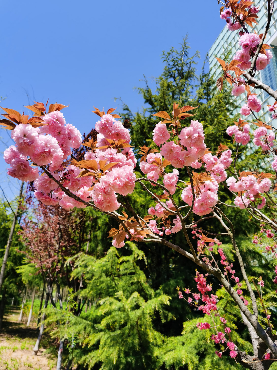 樱花图片（形态特征和养护方法简介）