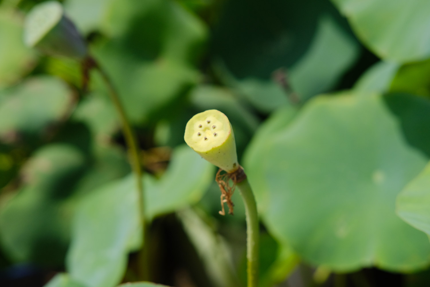 莲花叶子如何泡茶喝，对身体好吗