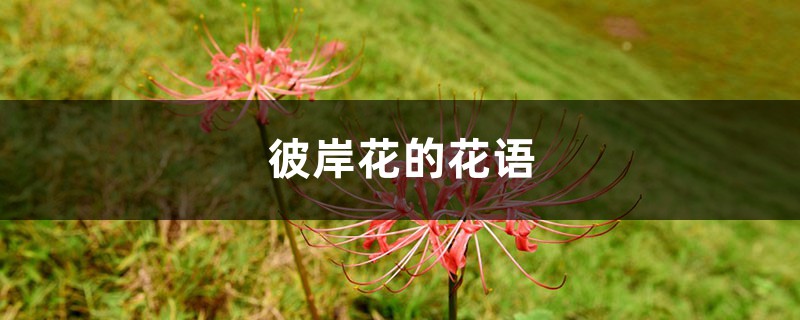 彼岸花的花语，彼岸花的传说