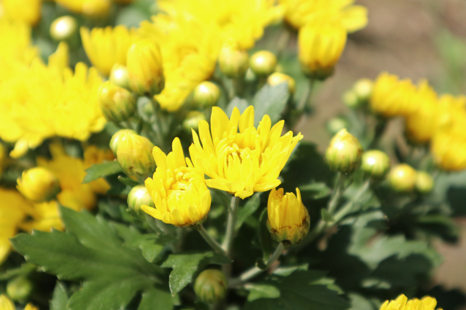 菊花像什么，菊花图片