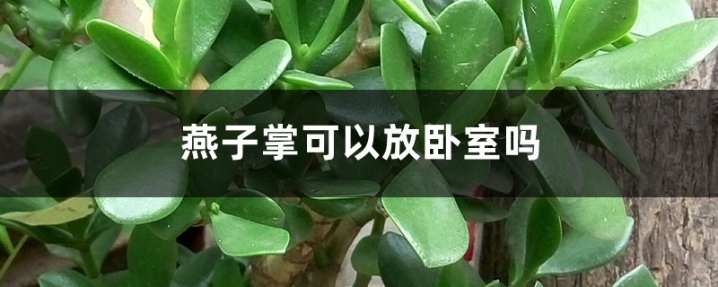 燕子掌可以放卧室吗