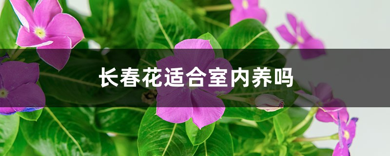 长春花适合室内养吗