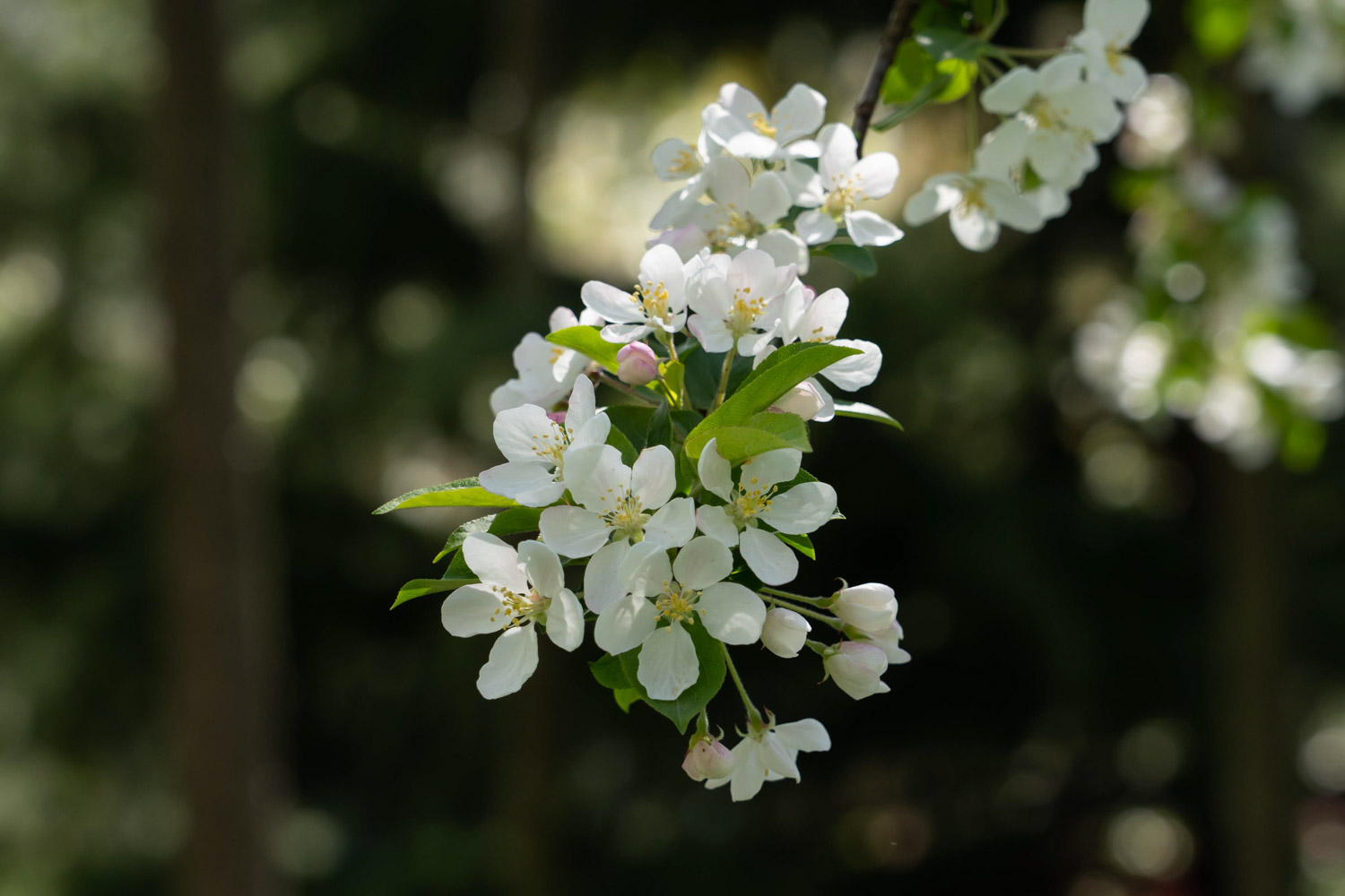 海棠花的花语是什么