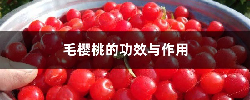 毛樱桃的功效与作用