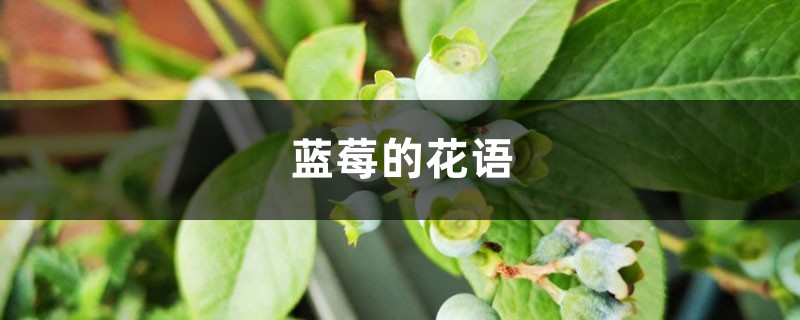 蓝莓的花语