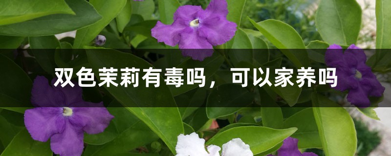 双色茉莉有毒吗，可以家养吗-花百科