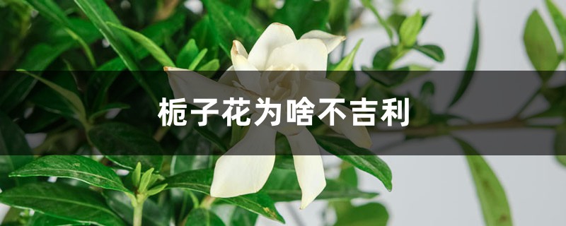 栀子花为啥不吉利，有什么寓意和传说