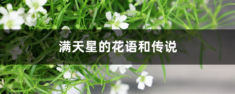 满天星的花语和传说