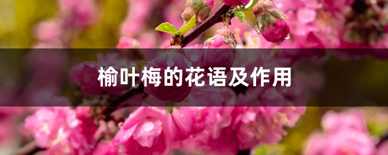 榆叶梅的花语及作用 – 花百科