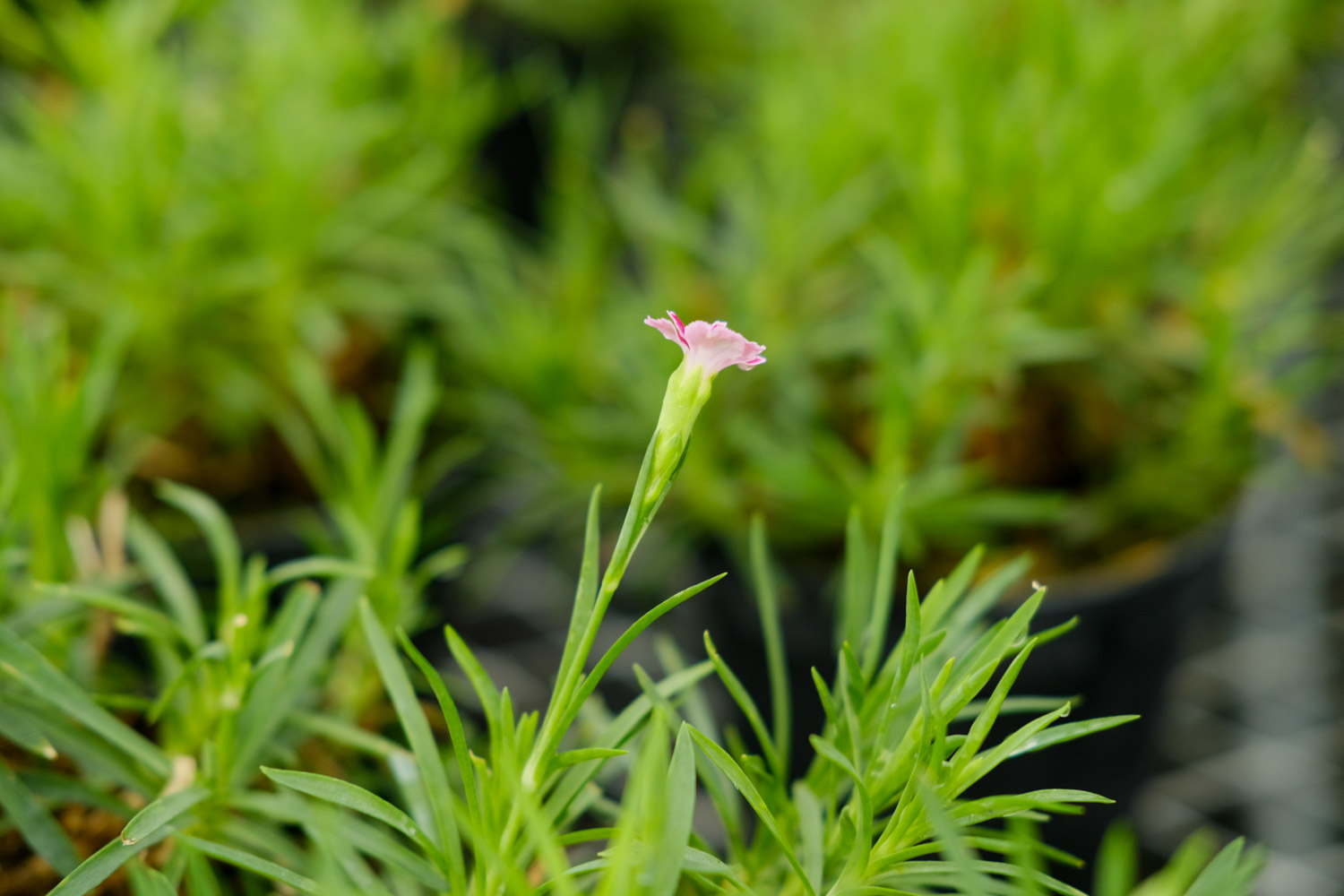 康乃馨茶的特殊功效 – 花百科