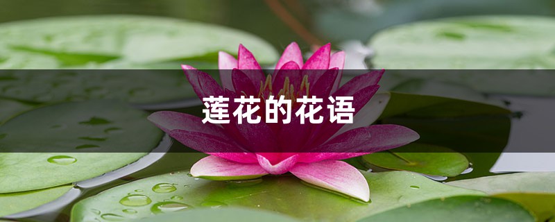 莲花的花语 – 花百科