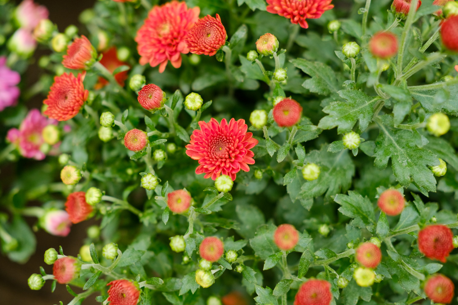 菊花的特点是什么，菊花的形状