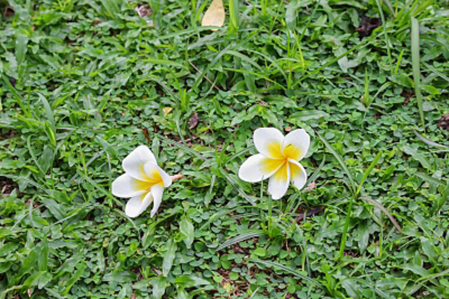 鸡蛋花树适合家养吗