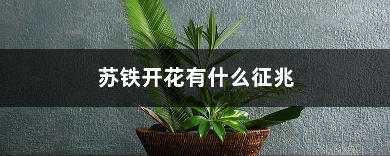 苏铁开花有什么征兆