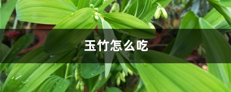 玉竹怎样吃，玉竹的功效