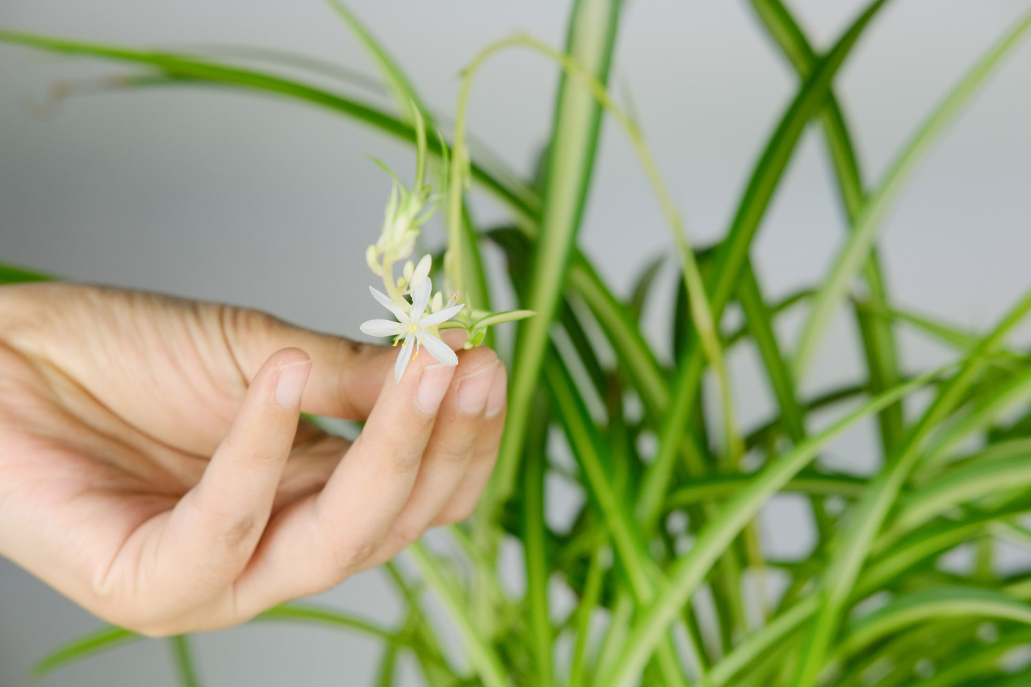 吊兰的花语