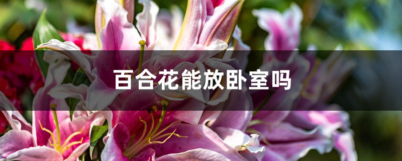 百合花能放卧室吗