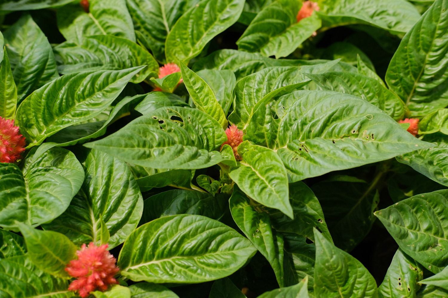 农村常见的鸡冠花，竟然有这么大用处