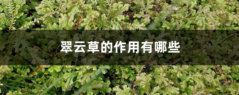 翠云草的作用有哪些 – 花百科