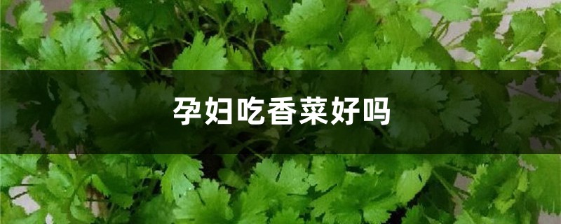 孕妇吃香菜好吗，香菜功效