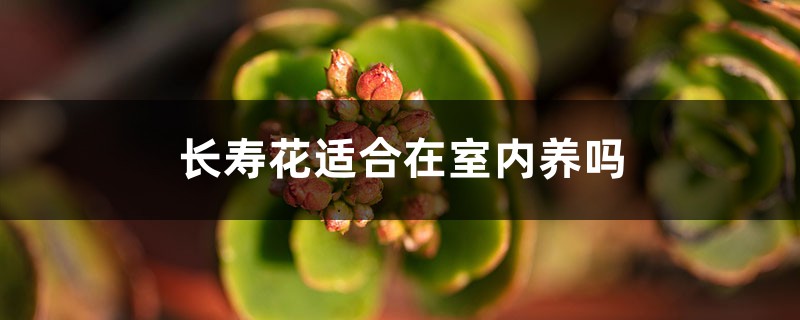 长寿花适合在室内养吗