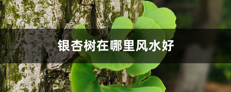 银杏树在哪里风水好，屋后和院子内能栽种吗