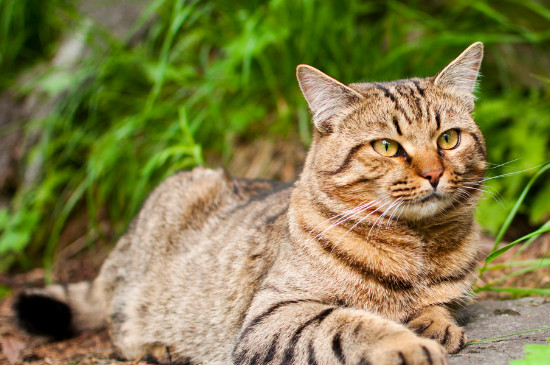 小猫可以吃香蕉吗