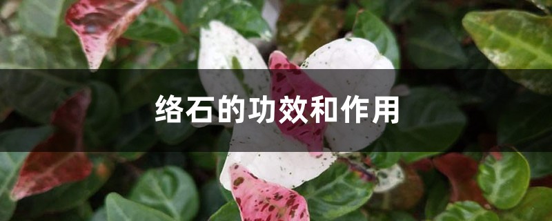 络石的功效和作用-花百科