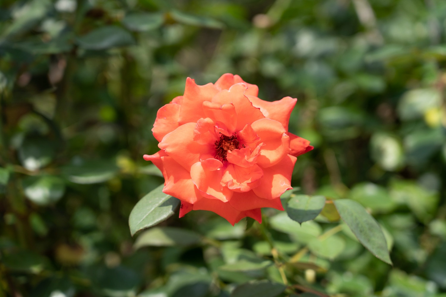 月季的花语是什么，什么时候开花