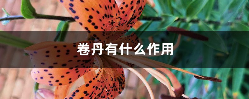 卷丹有什么作用- 花百科