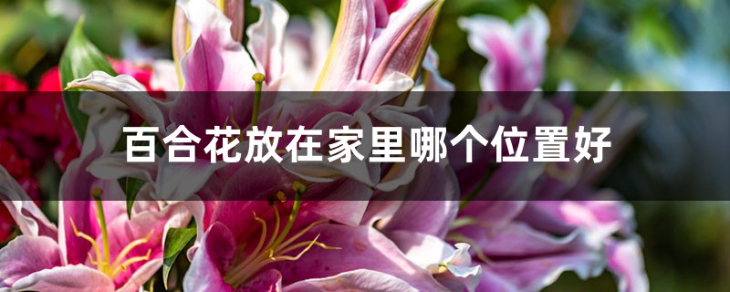 百合花放在家里哪个位置好