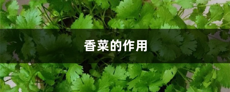 香菜的作用，孕妇可以吃吗