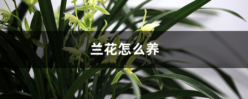 兰花怎样养，兰花图片