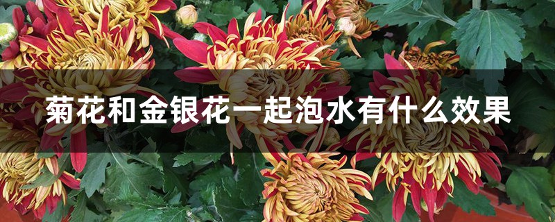 菊花和金银花一起泡水有什么效果