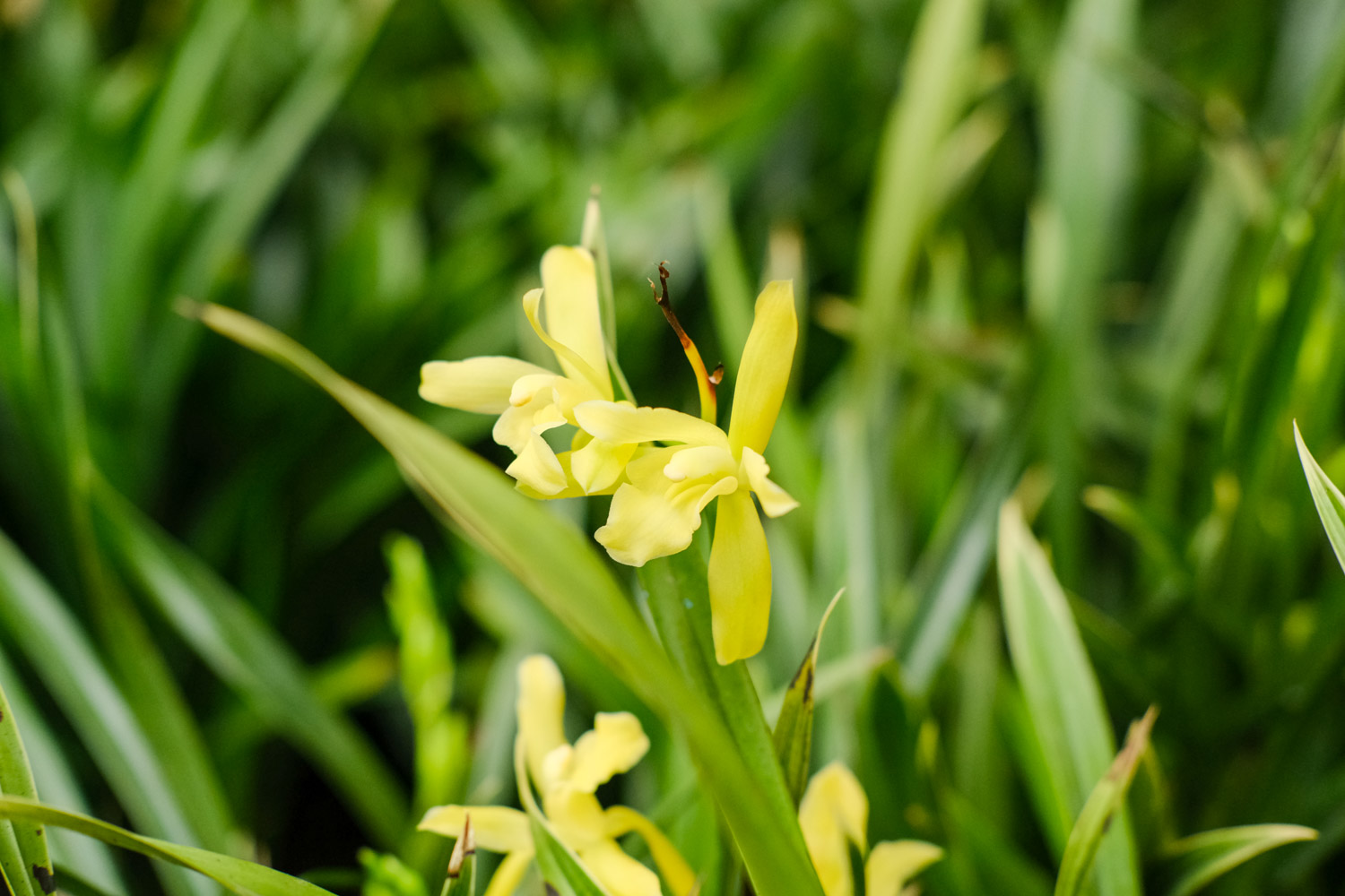 兰花什么时候开花，兰花几月开花