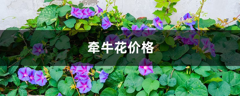 牵牛花价格，牵牛花的图片