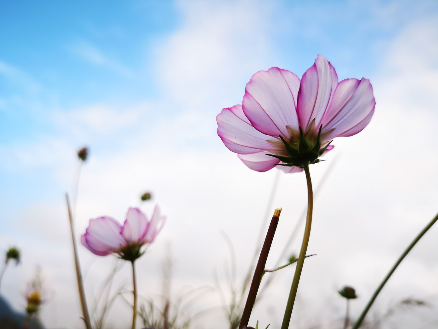 格桑花的花语及传说 – 花百科