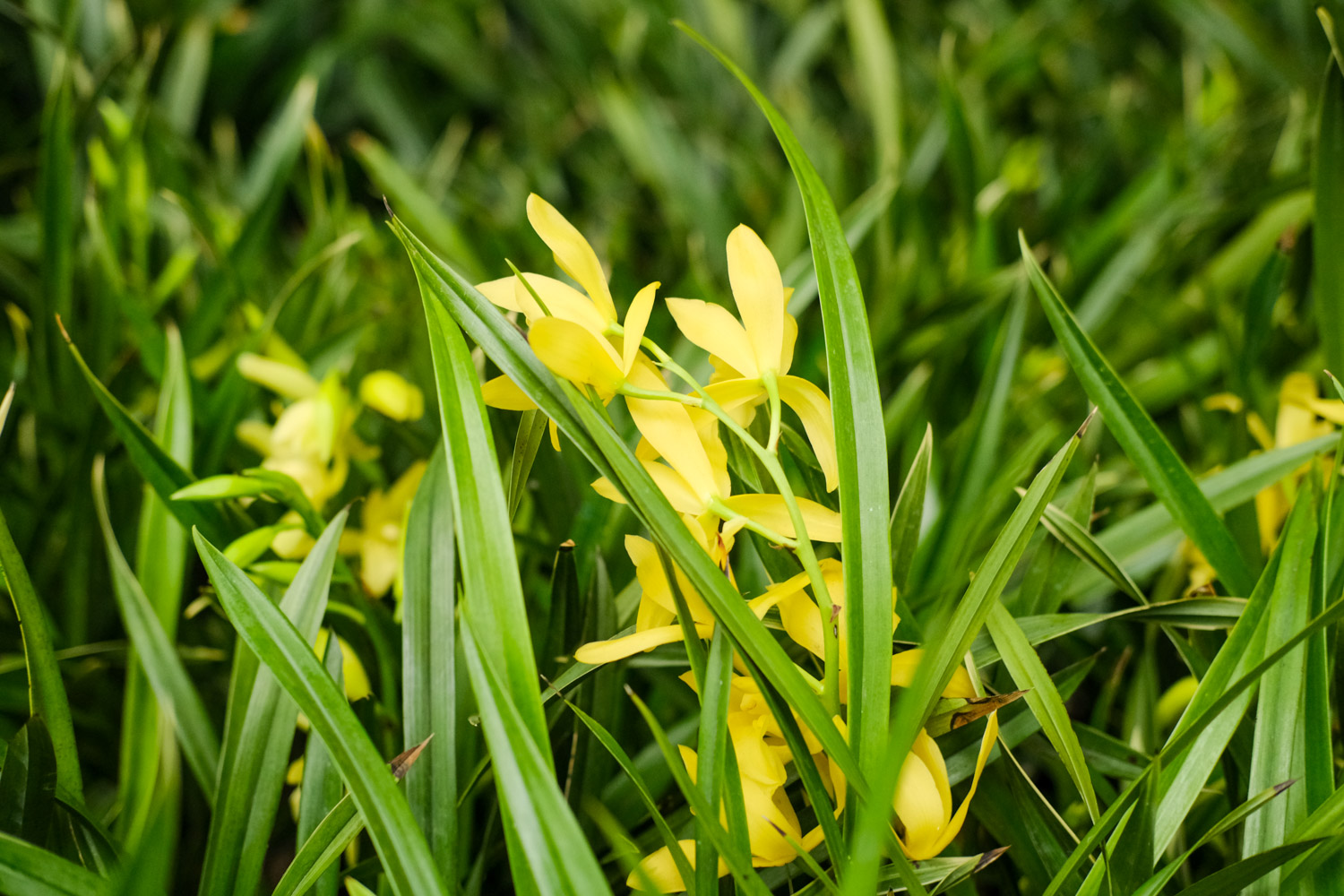 兰花什么时候开花，兰花几月开花