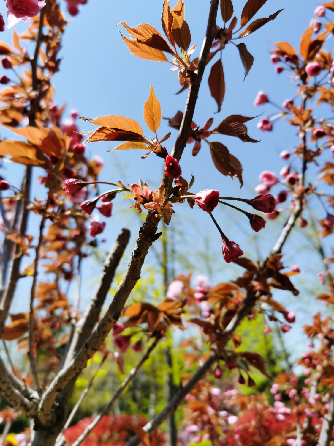 樱花的花语