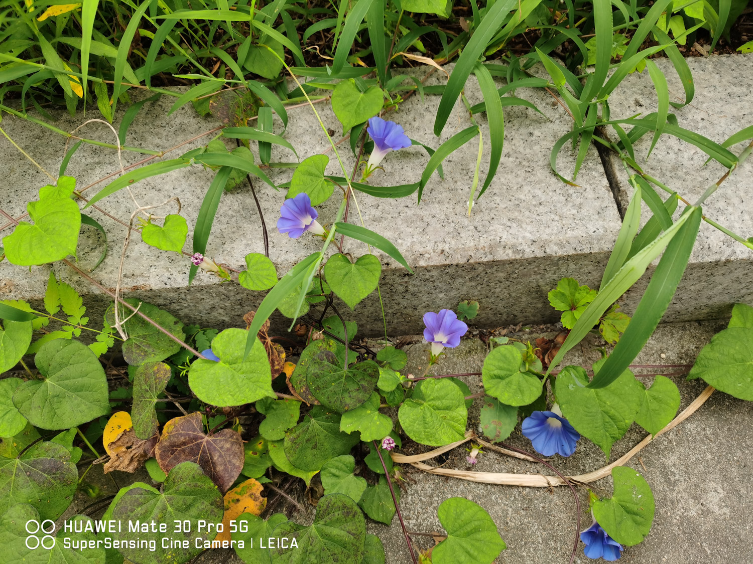 牵牛花有毒吗，牵牛花图片