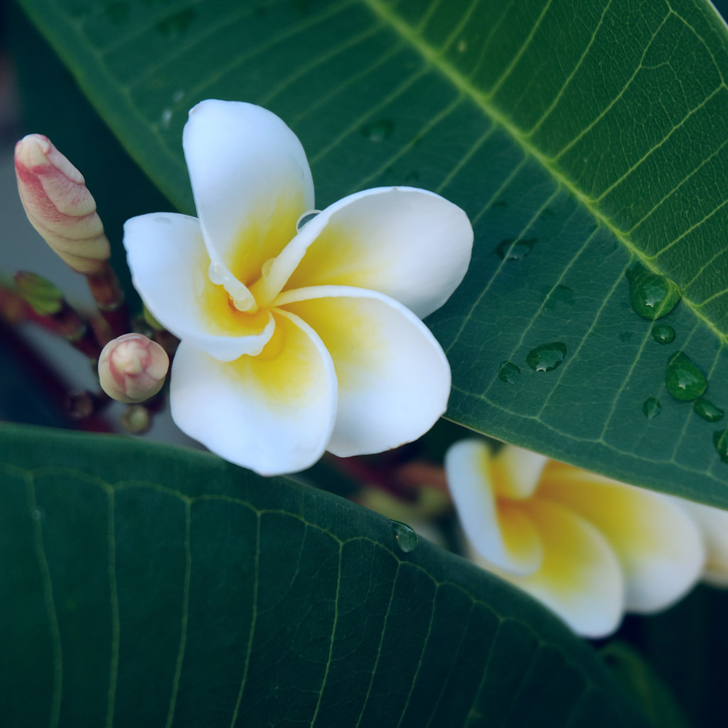 鸡蛋花树适合家养吗